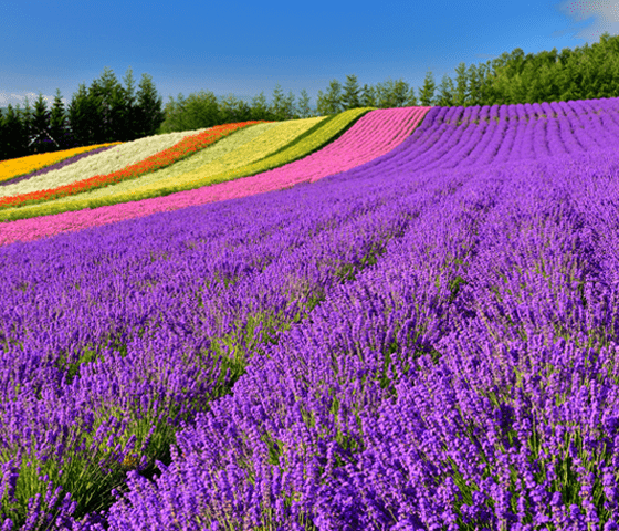 Hokkaido