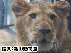 旭山动物园一日游路线 (未设置多国语言导览系统)