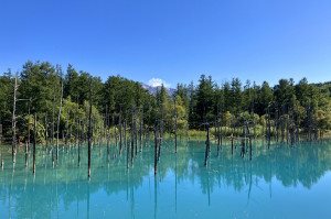 (6月) 走訪熱門觀光景點富良野高地、富田農場、四季彩之丘、青池路線 (多國語言導覽路線）