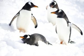 【冬】日本遗产之城小樽与白色恋人公园路线 (未设置多国语言导览系统)