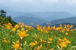 Hakusan Alpine Botanical Garden Route